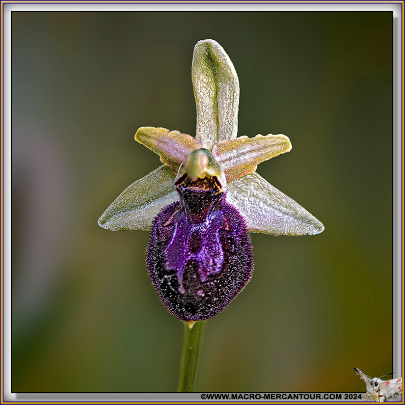 Ophrys Exaltata